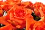 12 oranžových růží (dvanáct oranžových růží). Kytice z dvanácti oranžových růží.