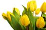 14 žlutých tulipánů (čtrnáct žlutých tulipánů). Kytice z 14 žlutých tulipánů.