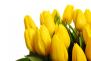 41 žlutých tulipánů (čtyřicet jedna žlutých tulipánů). Kytice ze 41 žlutých tulipánů.