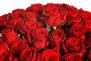 60 rudých růží (šedesát rudých růží). Kytice ze šedesáti rudých růží.
