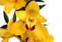 Květ orchideje II.