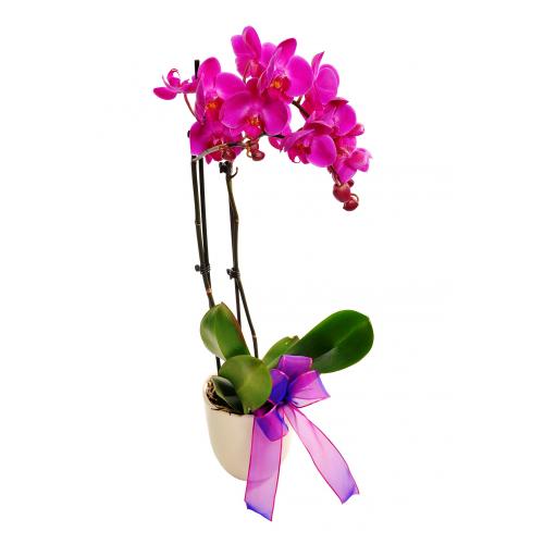 Orchidej v květináči za skvělou cenu