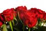 11 rudých růží (jedenáct rudých růží). Kytice z jedenácti rudých růží.